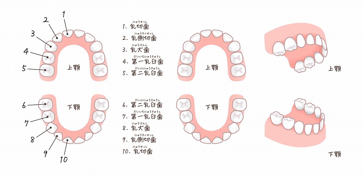 こどもの歯が生える時期について